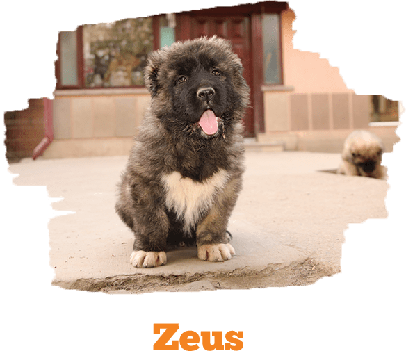 Zeus
